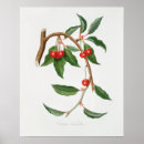 Search for cherry botanical illustration art Fruit