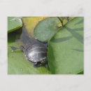 Search for turtle painting postcards Nature