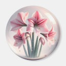 Search for amaryllis magnets Flowers