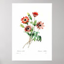 Search for anemone posters Illustration