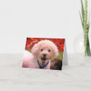 Search for mud cards Dog