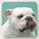 Search for office humour coasters Photography