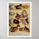 Search for cat chart Vintage