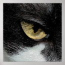 Search for tiger eyes posters Cat