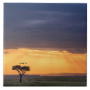 Search for acacia tiles Tree