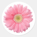 Search for single white flower stickers Daisy