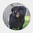 Search for the yard magnets Dog