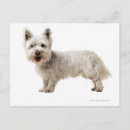 Search for cutting angle Dog