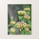 Search for lush photography Flowers