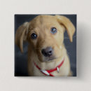 Search for domesticated pets badges Puppy