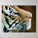 Search for big face posters Nature