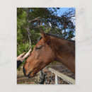 Search for bond postcards Horse