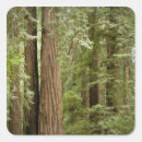 Search for tree trunk stickers Green