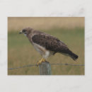 Search for hawk postcards Wildlife photography
