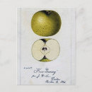 Search for granny smith postcards Fruit