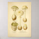 Search for vintage mushroom Champignons