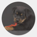 Search for rottweiler puppy stickers Animal