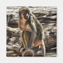 Search for baboon magnets Primate