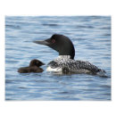 Search for loon posters Baby