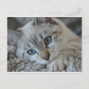 Search for lynx point siamese Kitten