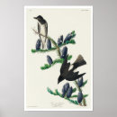 Search for flycatcher posters Birding