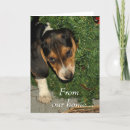 Search for beagle puppies cards Cute