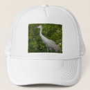 Search for crane hats Bird