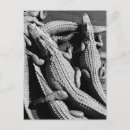 Search for gators postcards Crocodile