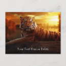 Search for wild tiger postcards Animal