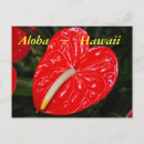 Search for anthuriums postcards Flower