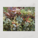 Search for succulents postcards Desert