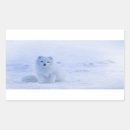 Search for arctic fox stickers Nature