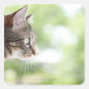Search for stare stickers Outdoors
