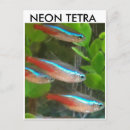 Search for tetra Pets