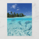 Search for sea fish postcards Swimming