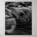 Search for wildlife photography posters Marine life