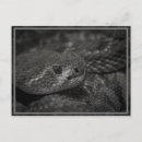 Search for snake eye Rattlesnake