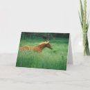 Search for stallions cards Pony