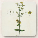 Search for herbal coasters Botanical