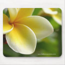 Search for frangipani flower electronics Flowers