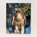 Search for hawk puzzles Wildlife
