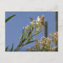 Search for mantis postcards Mantid