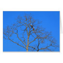 Search for bald tree cards Nature