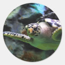 Search for cute green turtle stickers Sea