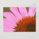 Search for coneflowers postcards Garden