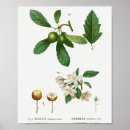 Search for crabapple posters Blossom