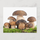 Search for boletus postcards Food