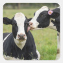 Search for holstein cow stickers Cattle