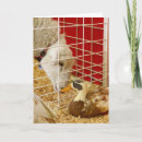 Search for sheep valentines day cards Farm