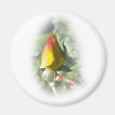 Search for rosebud magnets Green